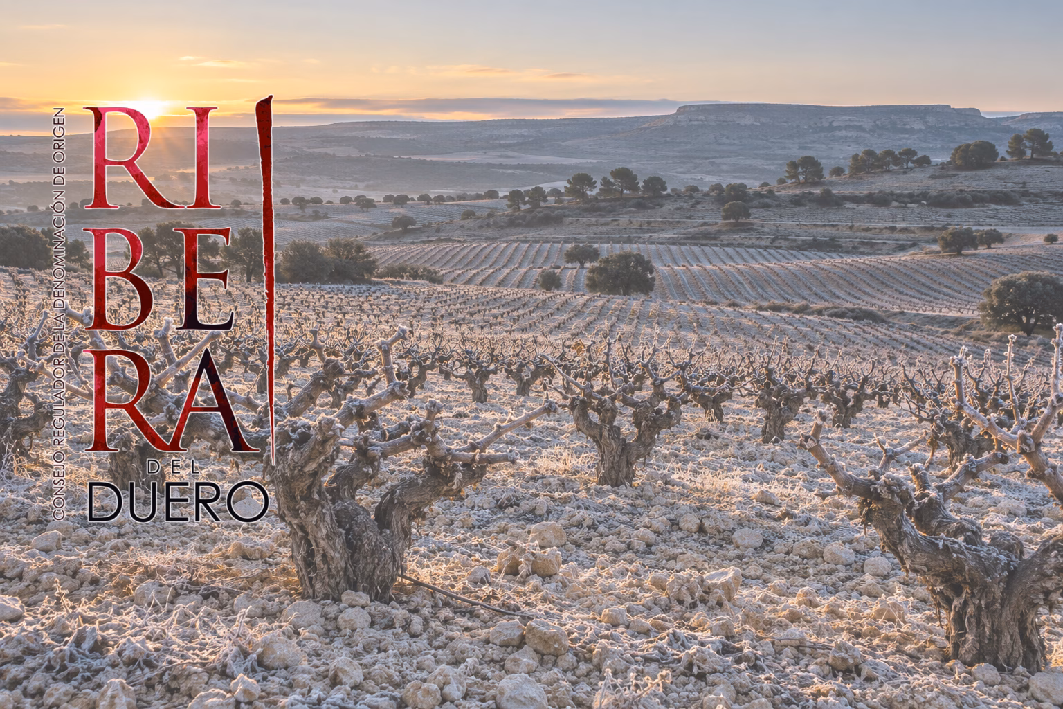 Vinos de Ribera del Duero: la meseta alta que aprendió a hablar de frescura